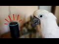 Download Lagu Onni Cockatoo's Reaction to Alexa's Fart