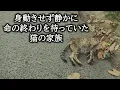公園のそばで衰弱し行き場を失っていた猫の親子。猫の親子の保護を断念したことがきっかけで壮大な子猫の救出劇が始まる！【猫の感動する話】 #猫 #cats #animals #cat #catlover