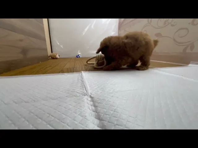 動画