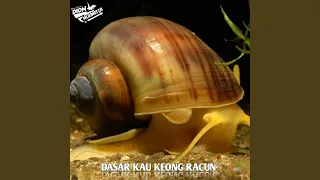 Download DJ KEONG RACUN - DASAR KAU KEONG RACUN = DUTCH MP3