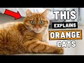 We Studied Orange Cats - The Results Were Troubling