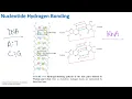 Nucleotide Hydrogen Bonding Biochemistry
