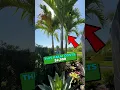 Download Lagu Berapa HARGA SEBENARNYA sebuah Palm?