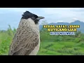 Download Lagu Suara Burung Kutilang Gacor Menekan Lawan Ampuh Untuk Panggilan Dan Masteran Dijamin Auto NgumpuL