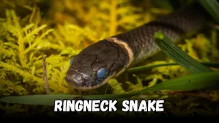 Ringneck Snake is the best Friendly Pet Snakes Buying Cost Diet Care Sheet Guide for Beginners