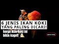 Download Lagu 6 Jenis Ikan Mas Koki Terbaru yang Lagi Tren! Simak Harganya di Sini!
