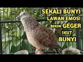 Lagu Perkutut Lokal Gacor Suara Super Kristal - Pancingan Malas Bunyi  (99%AMPUH BANGET)