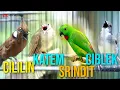 Download Lagu MASTERAN KOMBINASI CILILIN - KAPAS TEMBAK - SRINDIT - CIBLEK