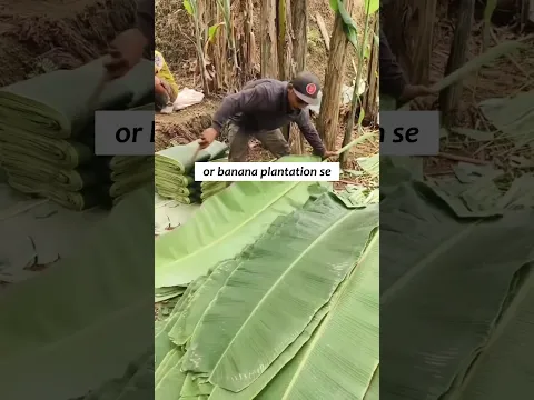 Make money in Banana leaf business | import export business | Harsh Dhawan