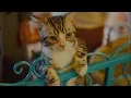 Download Lagu [No Copyright Music] Funny Cat