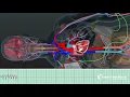 AED in Action A 3D Look Inside the Body