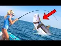 Tossing Out Live Bait for Monster Cobia Fish Ribs Catch Cook