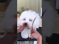 COTON DE TULEAR FACELIFT AND MUSHROOM GROOMING