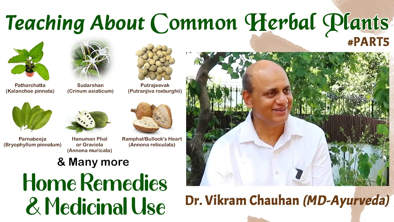 Watch Video Common Healing Plants - Home Remedies, How To Grow & Medicinal Uses