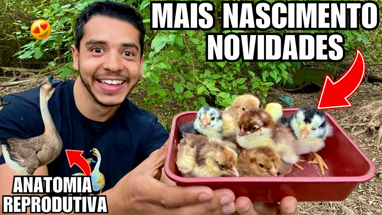 Mais nascimento de pintinhos GSB lindos e anatomia reprodutiva das aves | Aves Recriar
