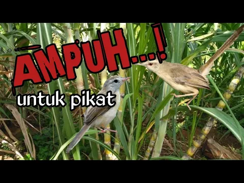 Download MP3 suara ciblek sawah ampuh untuk pikat