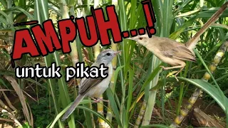 Download suara ciblek sawah ampuh untuk pikat MP3