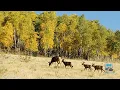 3 61 Acres building site TBD County Road 504 Bachelor Loop Creede CO 81130