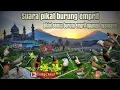 Download Lagu Suara pikat burung emprit - bikin koloni emprit pada ngumpul semua