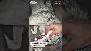 كلها عملالي بطير دندنها