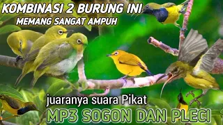 Download suara pikat burung kecil Sogon ribut kombinasi pleci MP3 sampai habis MP3