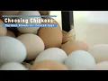Choosing Chickens The Best Breeds for Colored Eggs