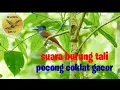 Download Lagu Suara burung tali pocong coklat gacor
