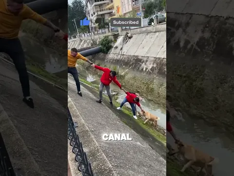 They incredibly saved a dog's life.