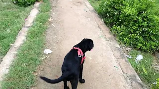 5 month old black labrador puppy in park morning wolk