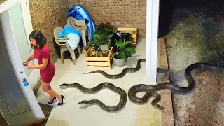 Природа Разбушевалась | Безумные Моменты с Дикими Животными 🐾🌪️