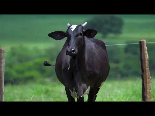 Matriz Nelore MLR - 143