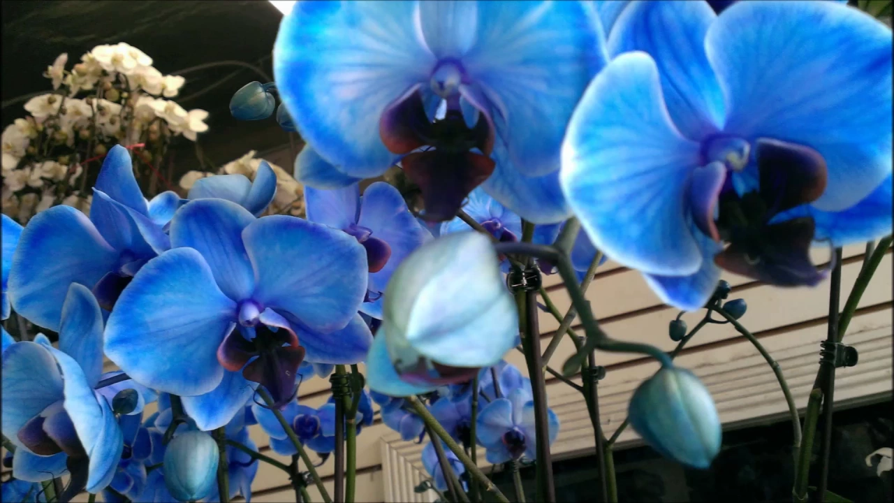BLUE PHALAENOPSIS ORCHIDS