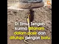 Download Lagu Belajar dari Pohon Kurma - by Gema Insani Press