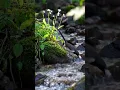 Download Lagu Bornean Forktail Sound — Rare Streamside Call of Enicurus borneensis (Borneo Bird Calls) #birdsound