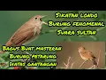 Download Lagu sikatan londo ( Luscinia megarhynchos)
