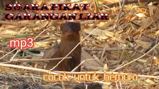 Download garangan keren suara pikat cocok untuk berburu MP3