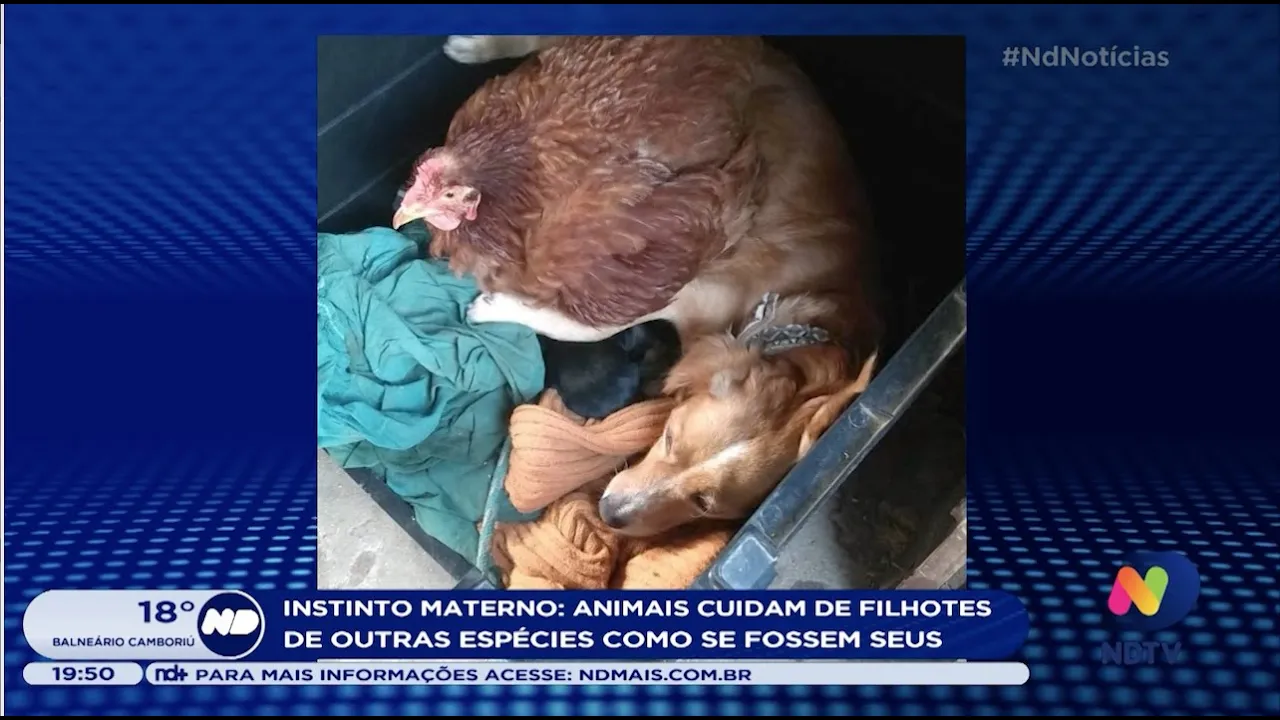 Instinto materno: Animais cuidam de filhotes de outras espécies como se fossem seus