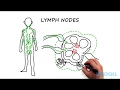 Lymphadenopathy The steps to take when you feel an enlarged lymph node