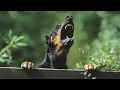 Download Lagu Suara anjing menggonggong full 1 jam | Cocok untuk mencegah maling \u0026 mengusir kucing