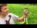 Download Lagu A big screaming bullfrog