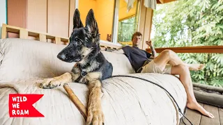 24 Hours Attached To My GSD Puppy