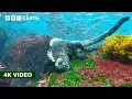 Rare Look at How Marine Iguanas Feed Underwater 4K U A Perfect Planet BBC Earth