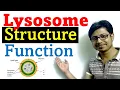 Lysosome structure and function
