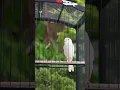 Download Lagu Asoy #kenari #birds #canary #pets #shorts