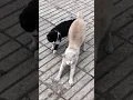 Download Lagu And yes brotherhood and friendship 🥰between these two wonderful cats that have become almost lost👍