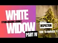 WHITE WIDOW - Strain growing journey Part 4 Week 8 of Flower