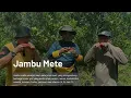 Download Lagu Panen Jambut Mente Bunglai I