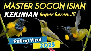 isian kekinian masteran sogon isian kenari sambung belalang raja