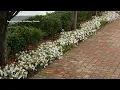 Plant Of The Day June 29 - July 5 30 Off Proven Winners Plants