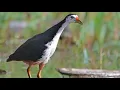 Download Lagu សំលេងសត្វមាន់ទឹកច្បាស់ល្អ  (30នាទី) / Sound of White-breasted waterhen (30 minutes)